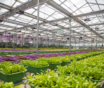 گلخانه هوشمند