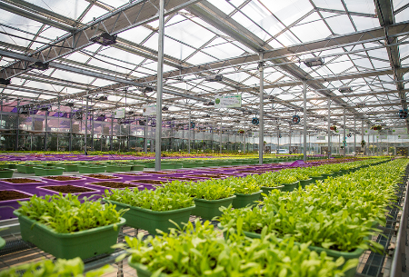 گلخانه هوشمند