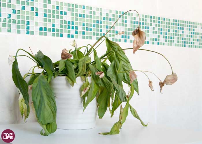 سنسور مونوکسید کربن - تاثیر گاز روی گیاهان